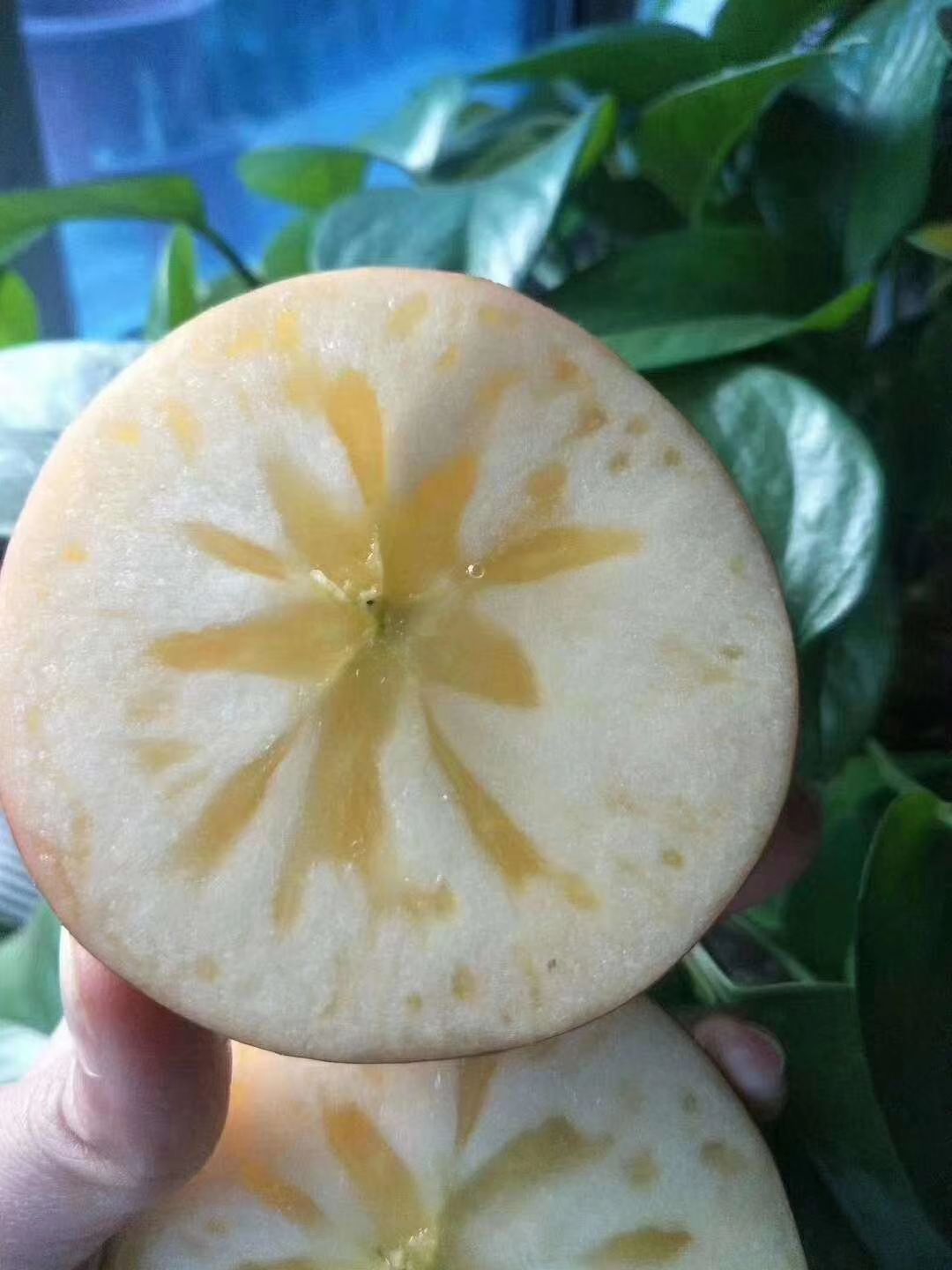 盐源苹果 75mm以下 日晒面 光果