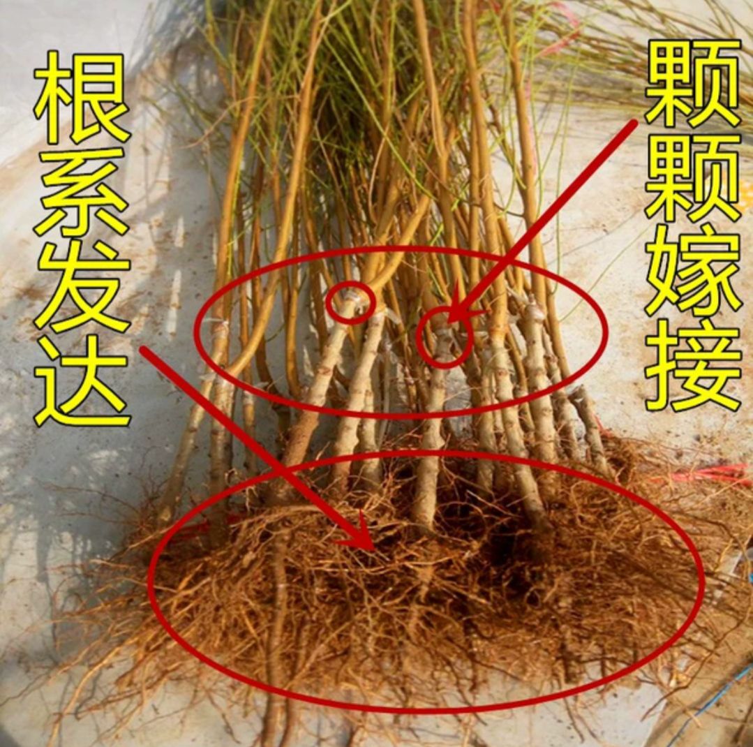 珍珠油杏苗 珍珠油性