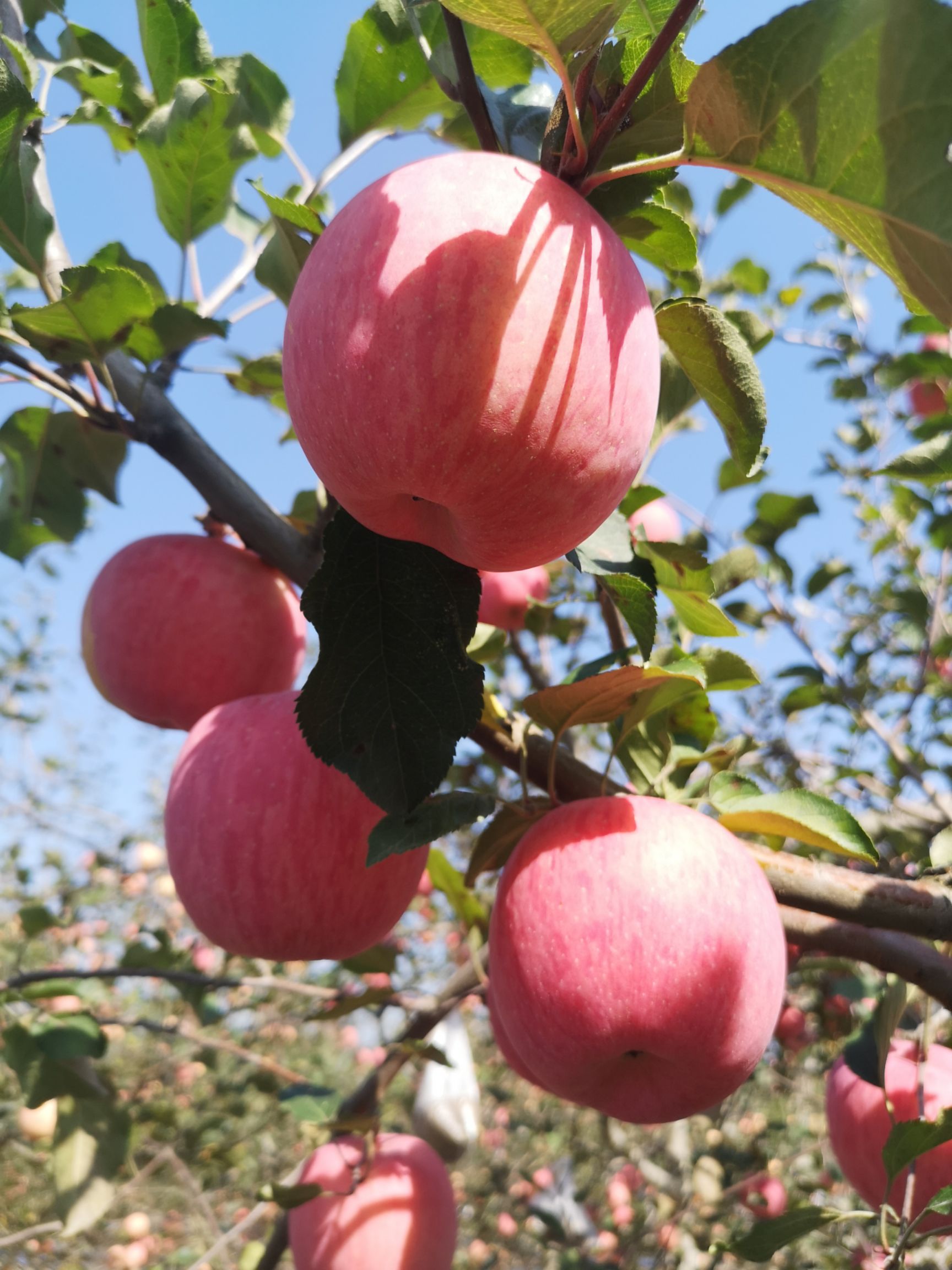 甘肅慶陽紅富士蘋果