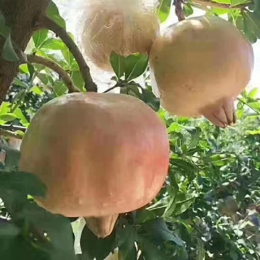 西安 临潼软籽石榴