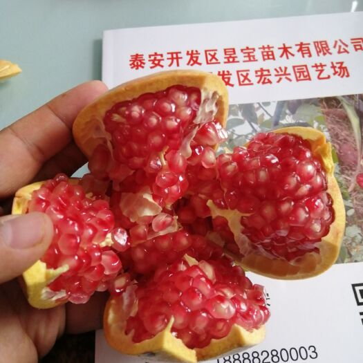  软籽石榴苗销售