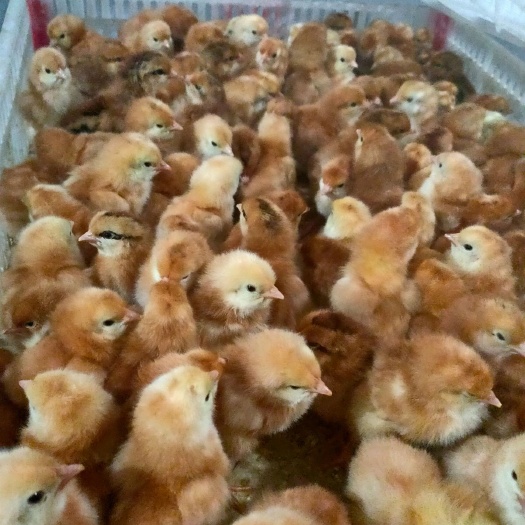 沭阳县三黄鸡苗  品种纯正  货源充足  送货上门