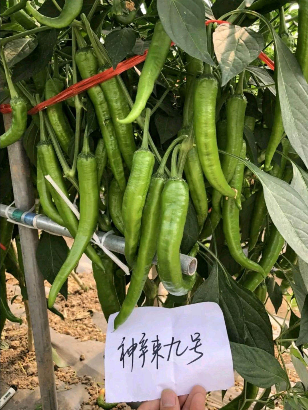 善椒九号杂交辣椒种子高抗病丰产牛角尖椒大棚露地均可种植