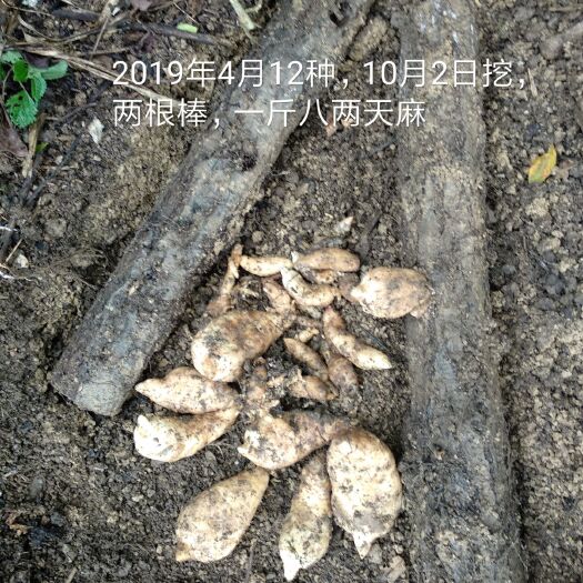 贵定县贵州贵定林下乌天麻