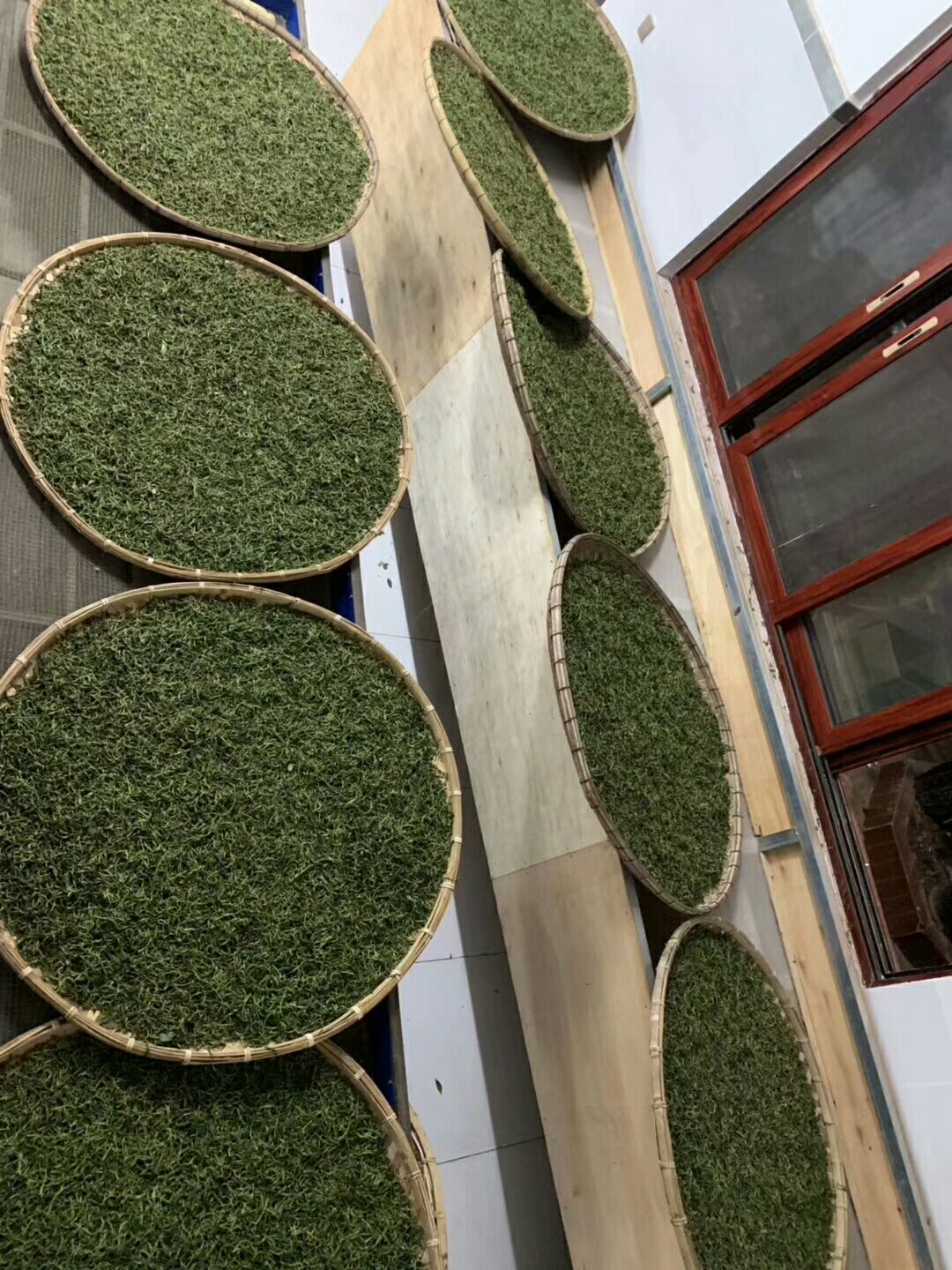  普洱茶主产区之一易武大树茶、乔木茶叶，秋茶