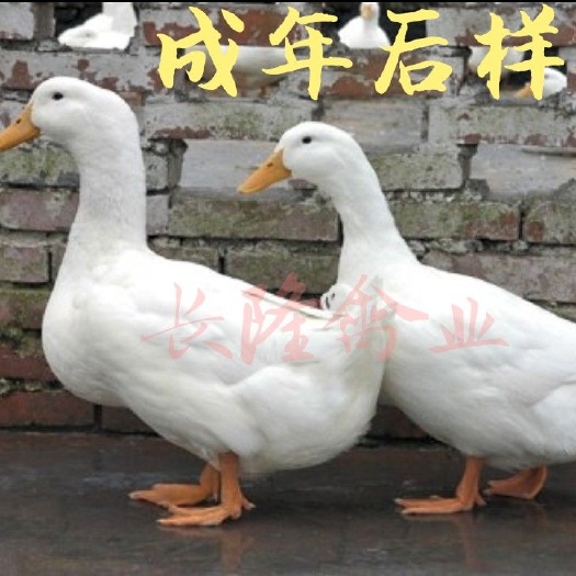 南宁 樱桃谷大白鸭苗  桂柳白鸭苗