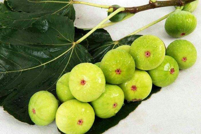 平邑县青皮无花果树苗 青皮无花果苗