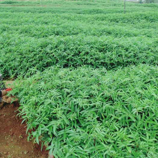 昭通青花椒苗 裸根苗，袋苗各种各样的我都有有要的快下单