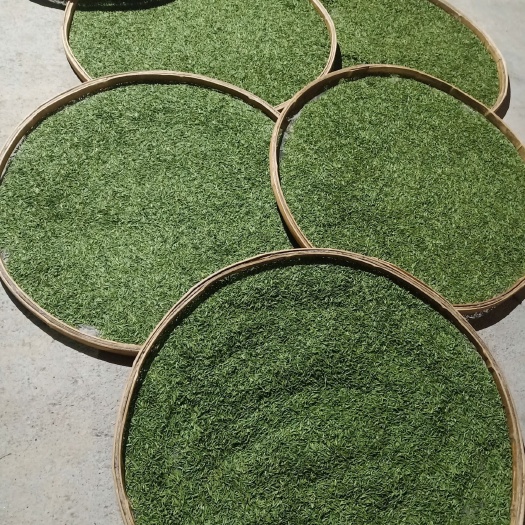 恩施市野生绿茶 恩施人间草木富硒茶社。恩施硒茶。