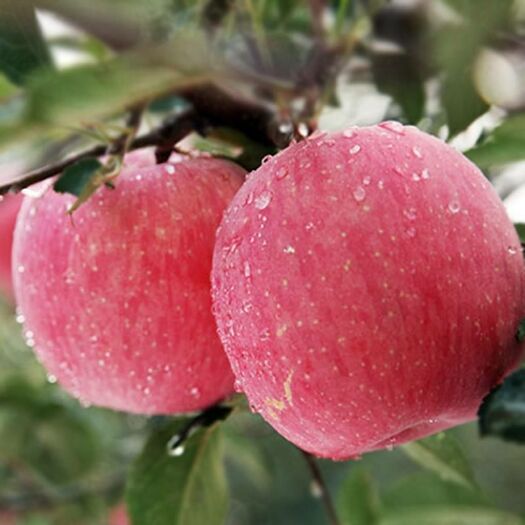  “苹果之乡”出产苹果色、香、味俱佳