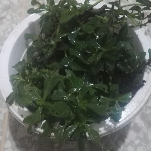隆回县景天三七种苗 中草药景天三七养心菜救心菜苗子批发