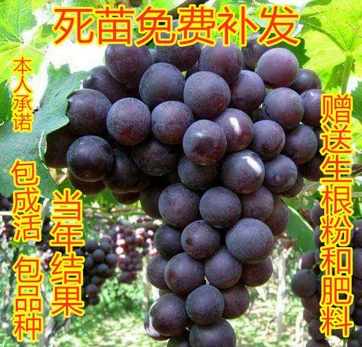 平邑县 基地直销嫁接巨峰葡萄苗适宜南北方种植包成活包品种 包挂果