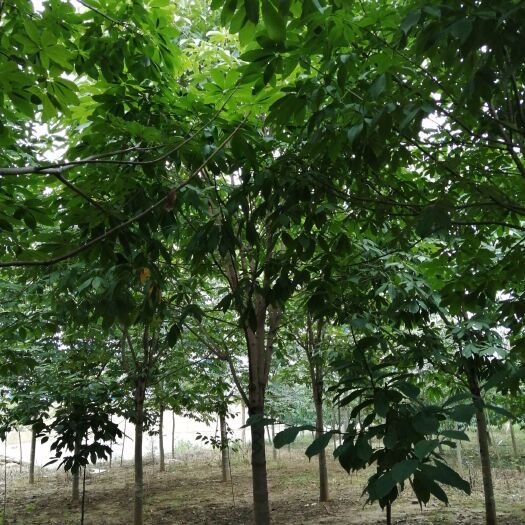 南阳 12-15公分七叶树