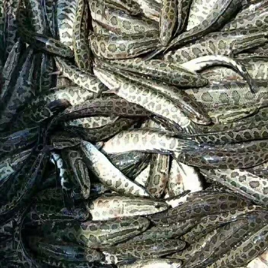 沭阳县 黑鱼苗