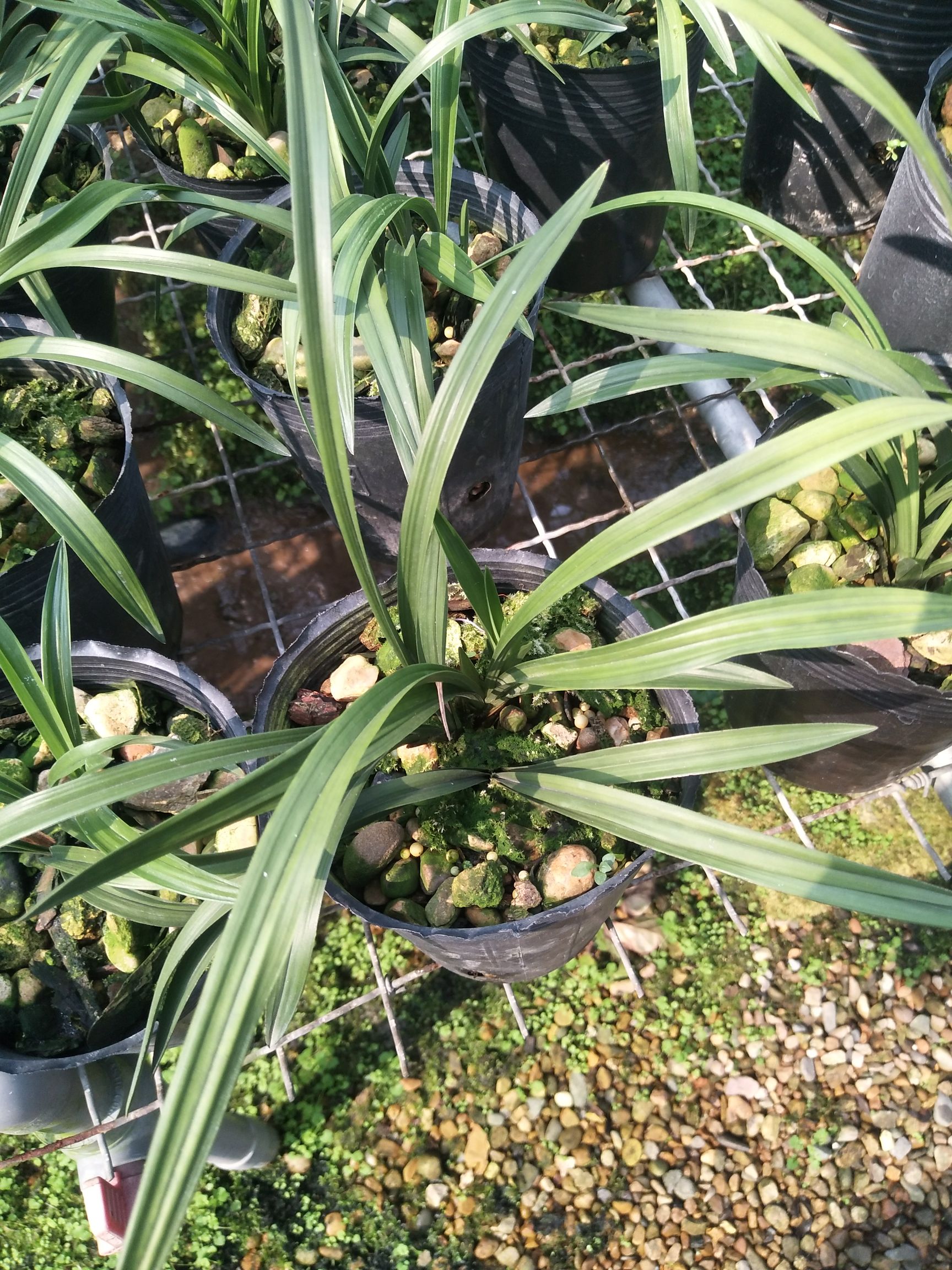 兰花苗四季兰君临天下花中素雅铭品花期浓香室内绿植盆栽花卉