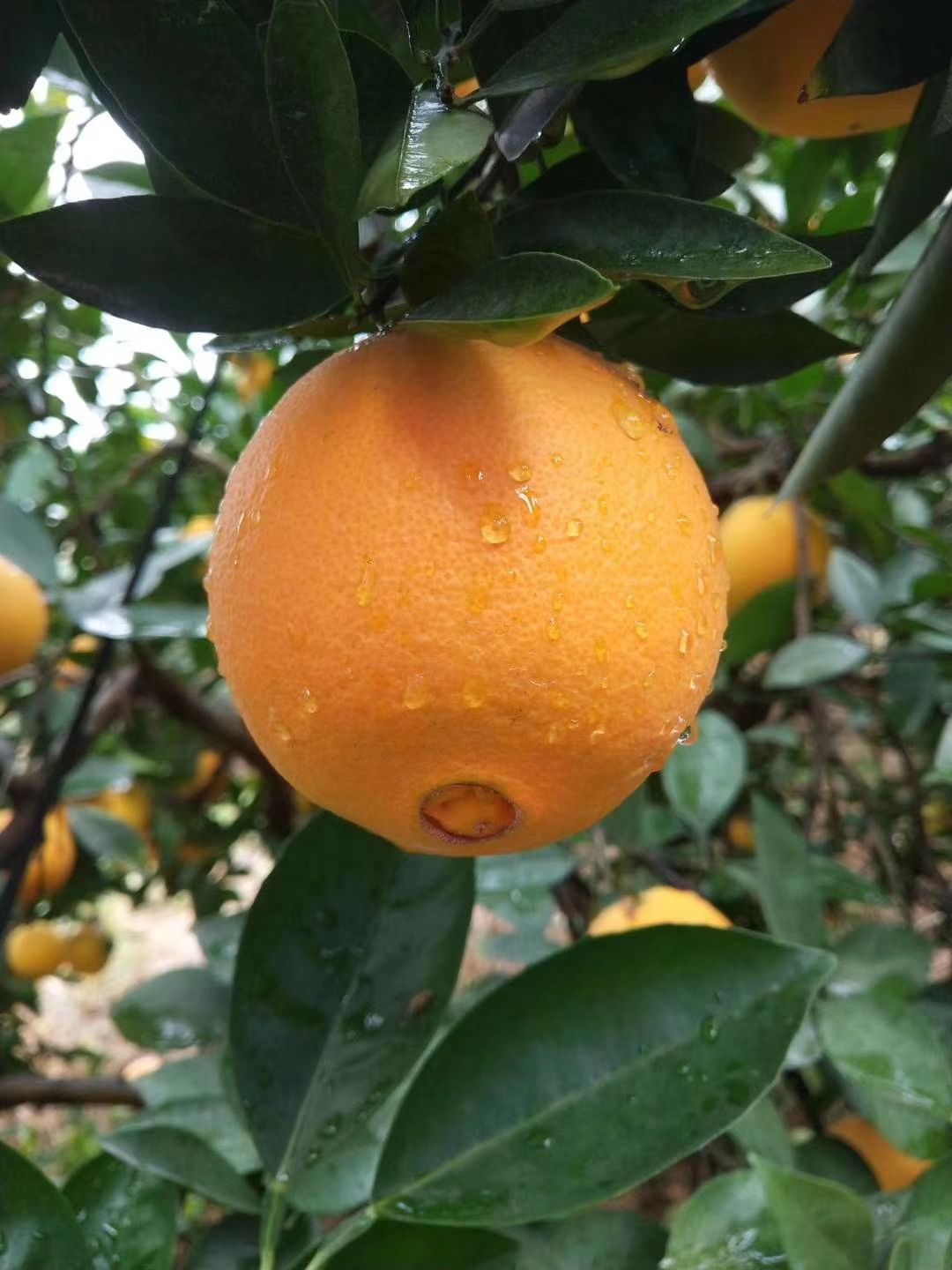  正宗赣南脐橙原产地直销、不催熟、不打蜡、不泡药、天然、