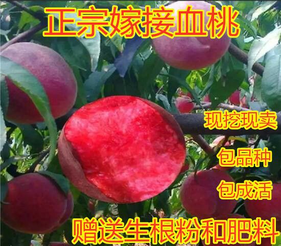  自家基地直销嫁接血桃苗 包成活 包品种包挂果赠送生根粉和肥料