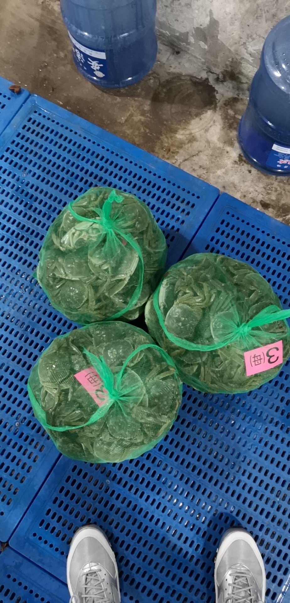  兴化红膏大闸蟹