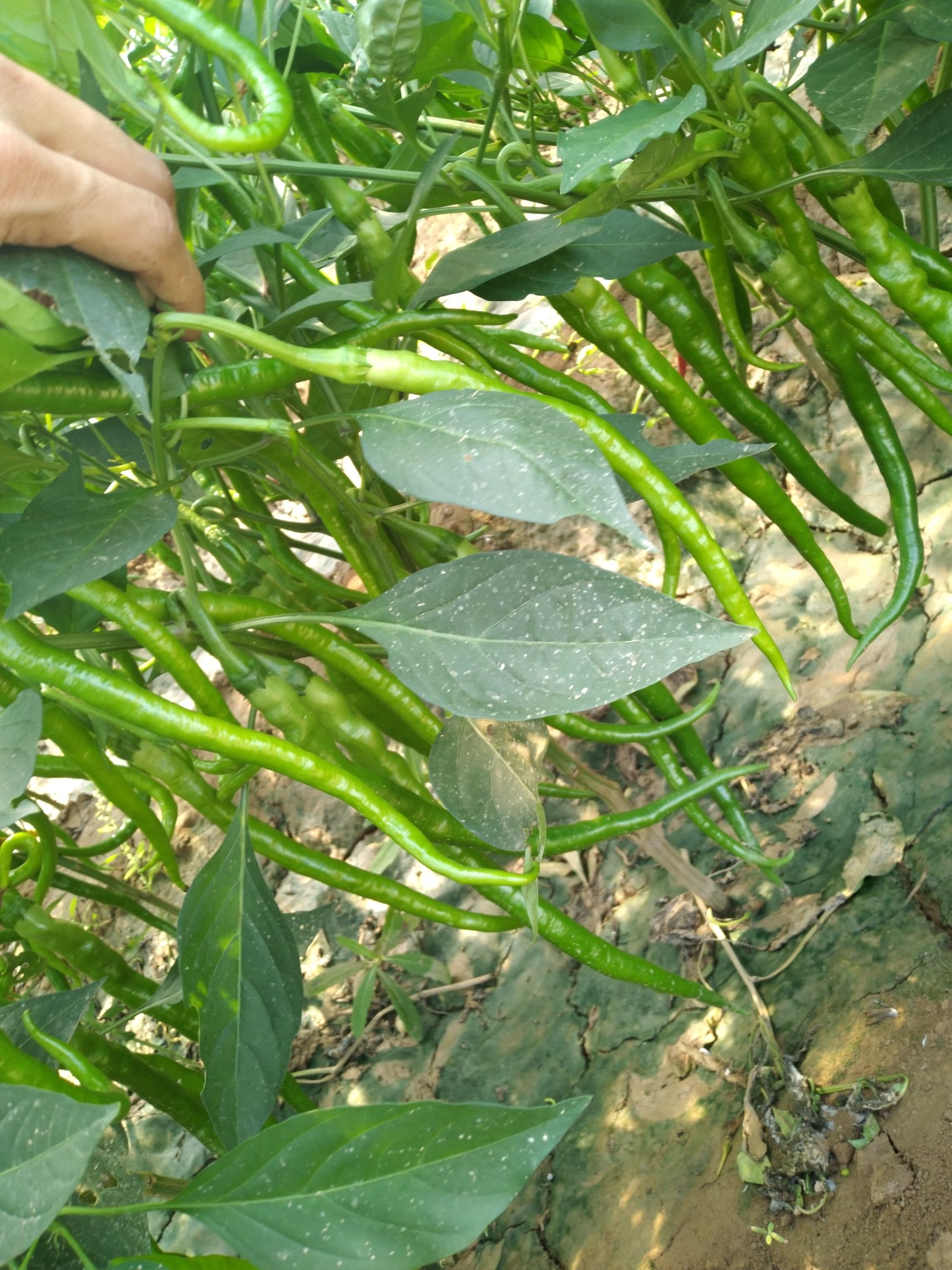 树椒15~20cm 中辣 靑色