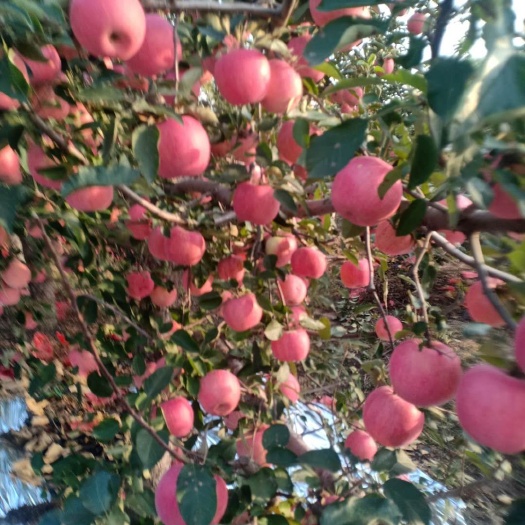 庄河市 农家果园套袋寒富苹果