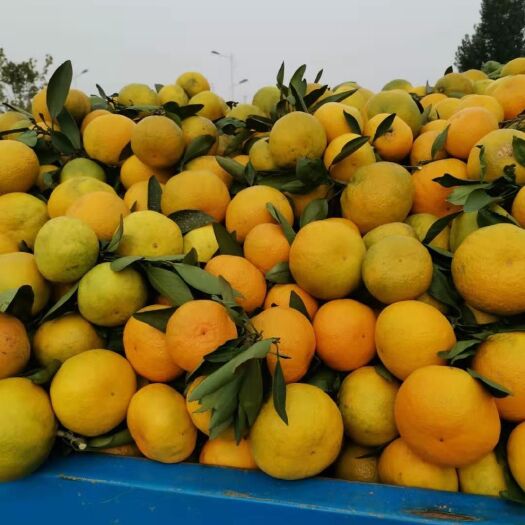 丹江口市 武当蜜橘大量上市有需要速联