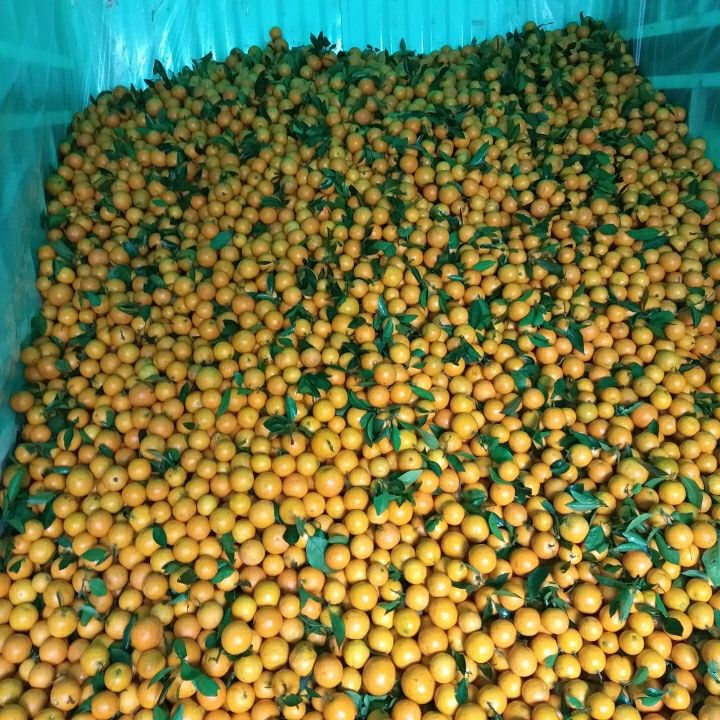 【产地直销】湖南麻阳冰糖橙 又名冰糖柑果大味甜 味甜化渣
