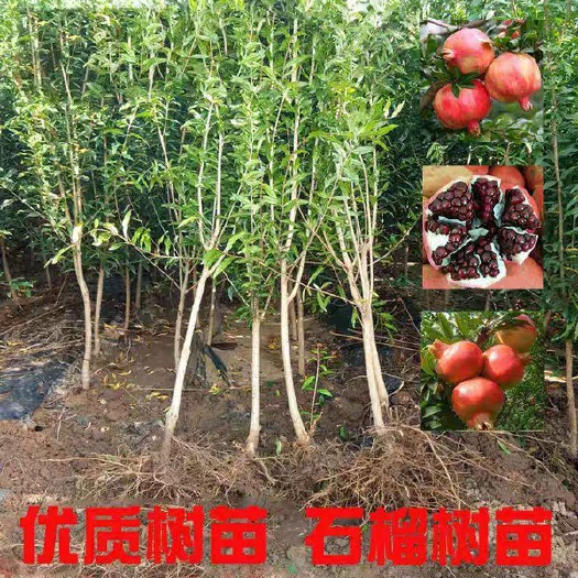 平邑县 石榴苗 石榴树苗嫁接技术苗 基地直销 现挖现发 量大从优