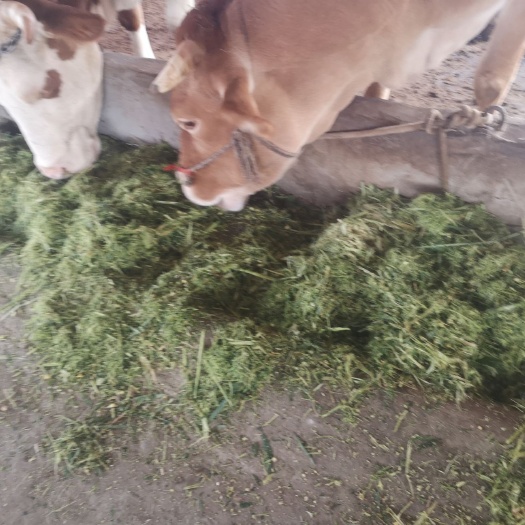 临泉县玉米青贮草  水分适中适口性比较好