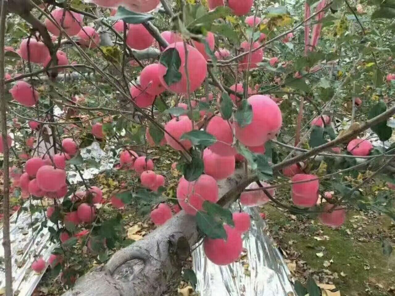  正宗洛川苹果 皮薄肉厚全国包邮
