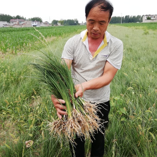 亳州知母种子 知母种苗 知母苗 基地直销 包成活 包回收 好管理 投资小