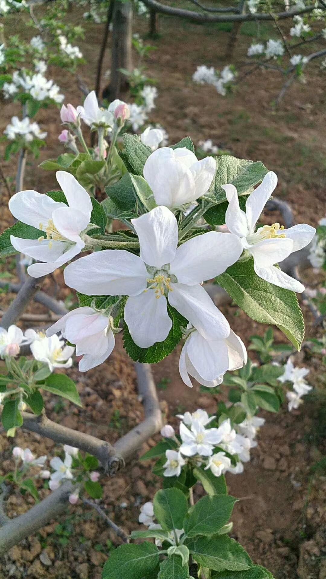 红富士苹果 味道正宗，价格实惠，量大从优