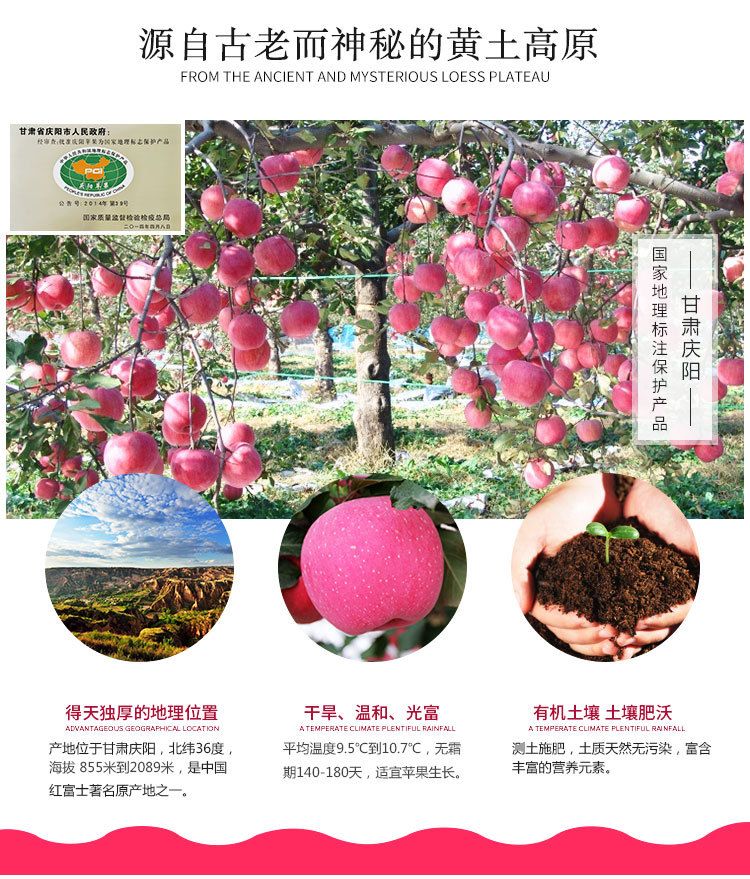  甘肃庆阳红富士苹果