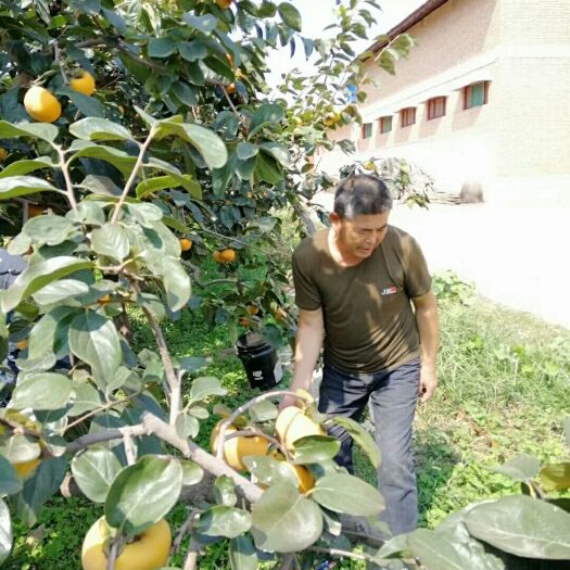 绛县日本甜柿子苗 供应水果柿子苗，阳丰品种