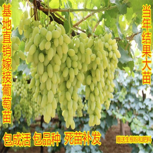 平邑县 基地直销嫁接葡萄苗 当年结果 包成活 包挂果 包品种死苗补发