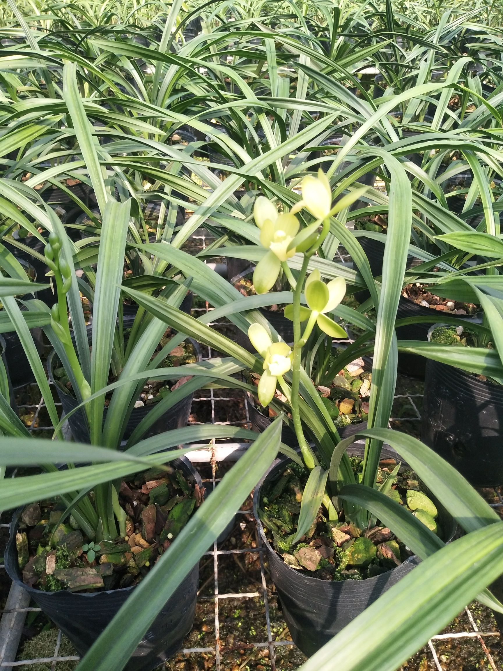 兰花苗四季兰君临天下花中素雅铭品花期浓香室内绿植盆栽花卉