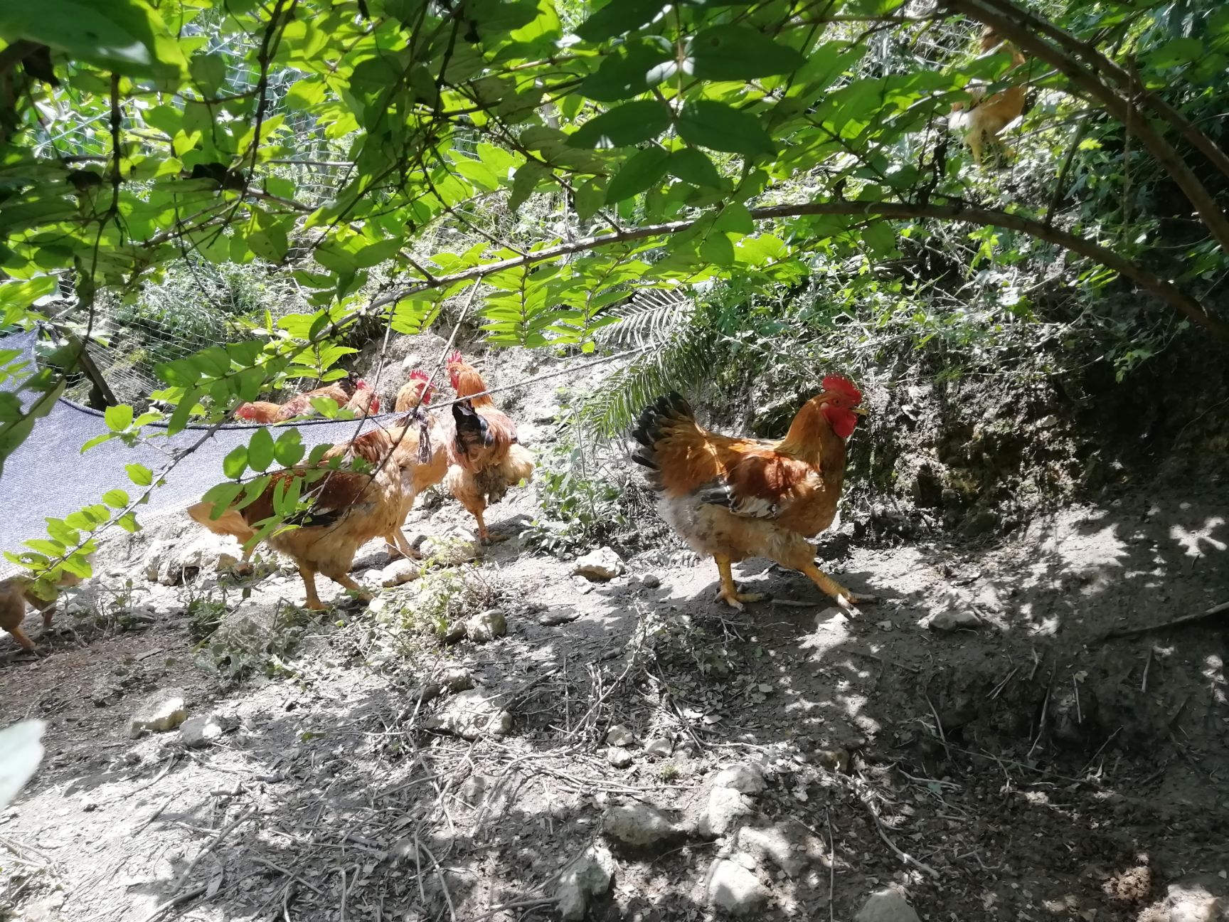  k9肉鸡、土鸡