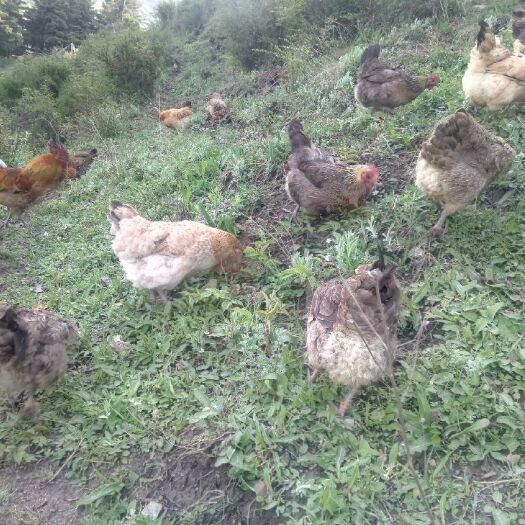 南昌县全散养土鸡，绿色健康，附近的可以来看散养环境