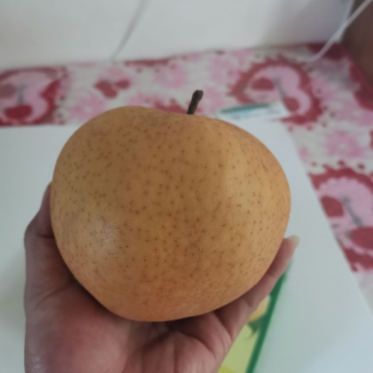 清丰县 晚秋黄梨 口感好