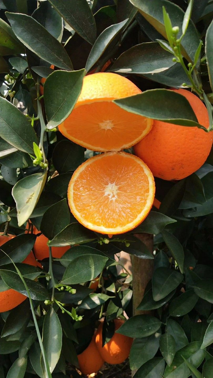  正宗赣南脐橙原产地直销、不催熟、不打蜡、不泡药、天然、