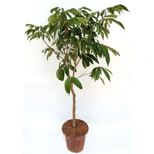 灵山县桂味荔枝苗