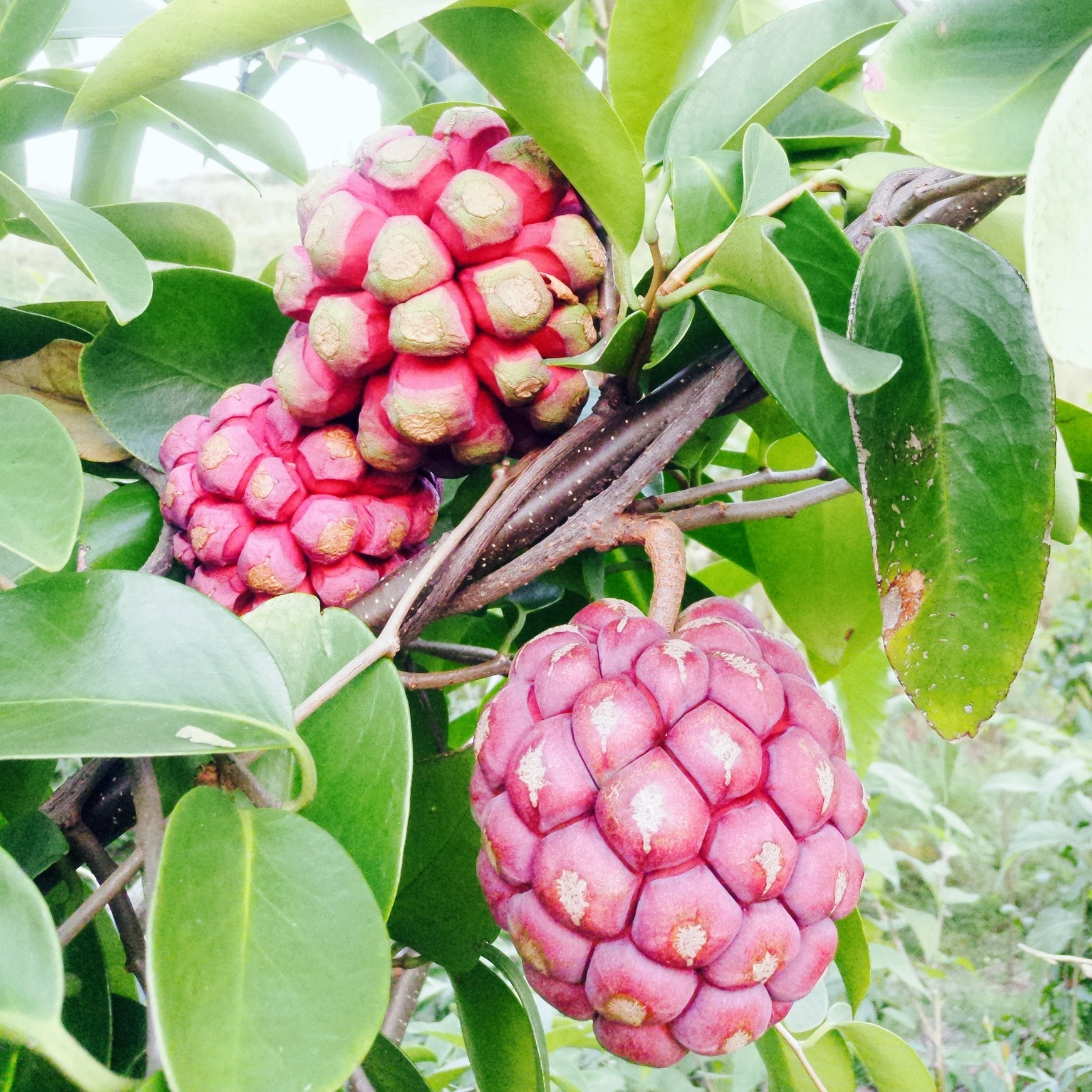 美容长寿果布福娜黑老虎水果新鲜生当季稀有大血藤果冷饭团