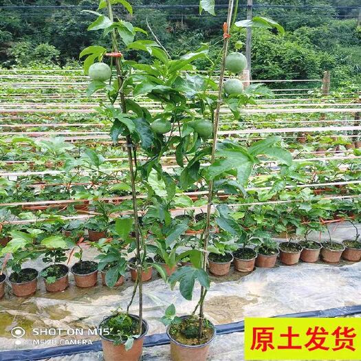 灵山县 百香果树果苗黄金百香果苗紫香台农嫁接当年南方种植