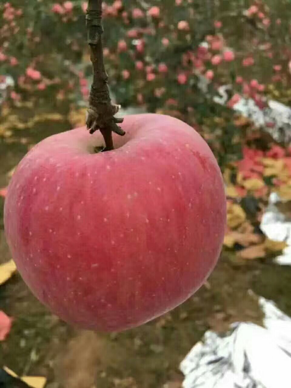  正宗洛川苹果 皮薄肉厚全国包邮