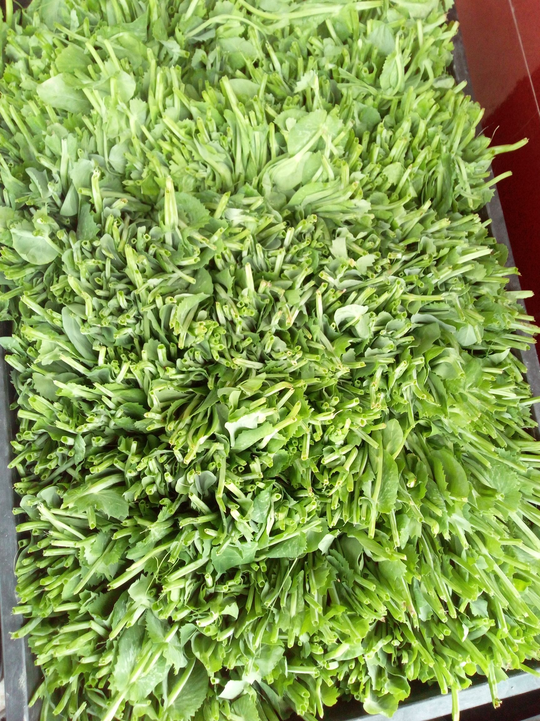 豌豆苗 优质豌豆尖，折耳叶