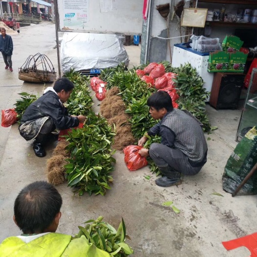 黎平县 黑老虎水果，黑老虎苗，大苗售卖中