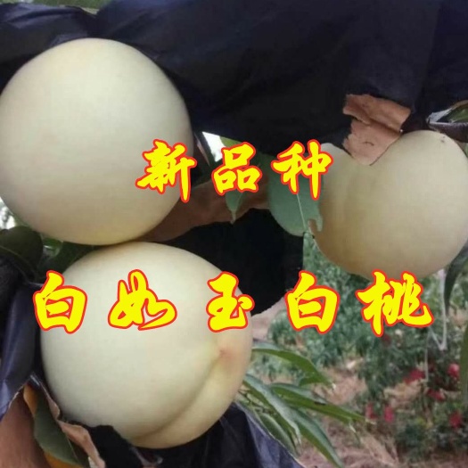 平邑县白如玉桃树苗 新品种，白如玉白桃苗。优质嫁接苗，品种纯正。免费提供技术指导