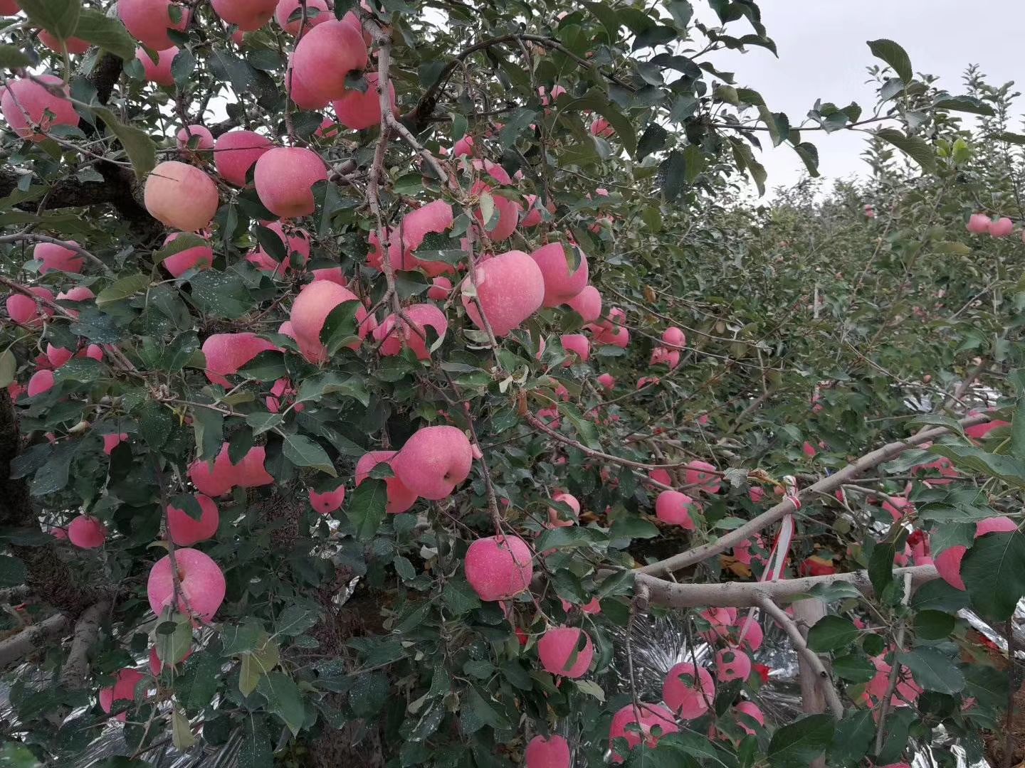  山东烟台红富士苹果