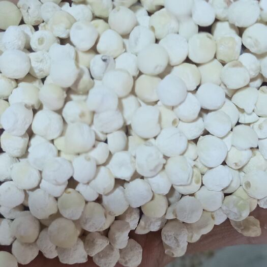 仙游县鲜芡实  苏欠，干苏欠