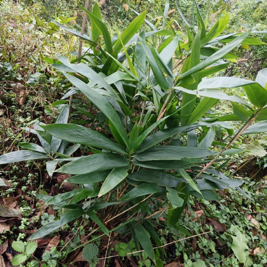 叙永县箬竹 精品若离竹