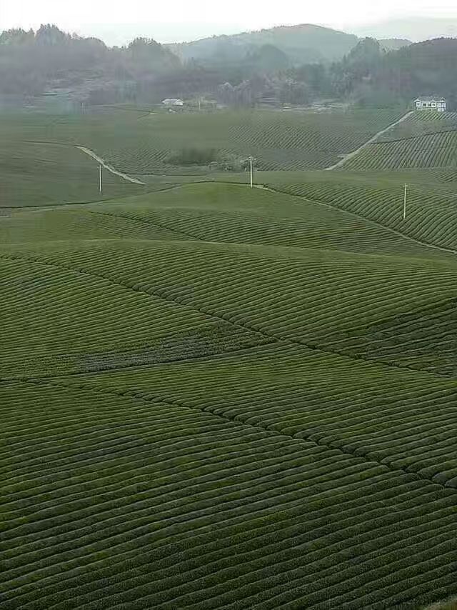 青城雪芽 特级 罐装